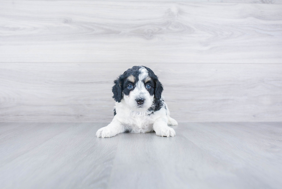 Energetic Mini Berniedoodle Poodle Mix Puppy