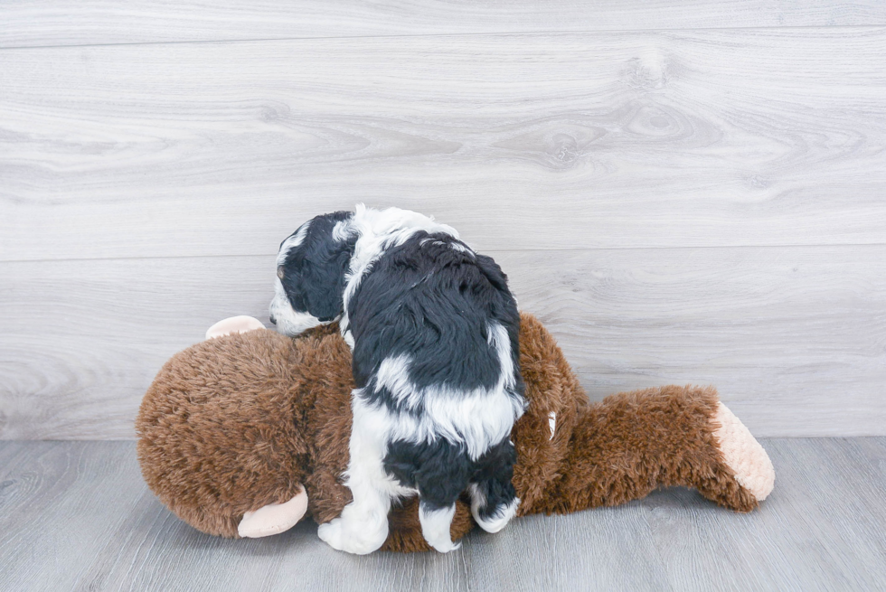 Mini Bernedoodle Puppy for Adoption