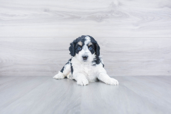 Playful Bernadoodle Poodle Mix Puppy