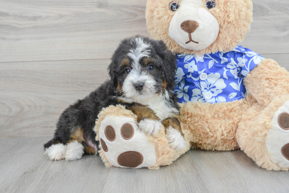 Mini Bernedoodle Puppy for Adoption