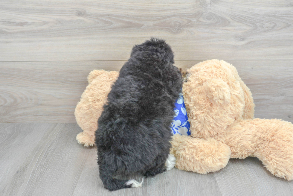 Funny Mini Bernedoodle Poodle Mix Pup