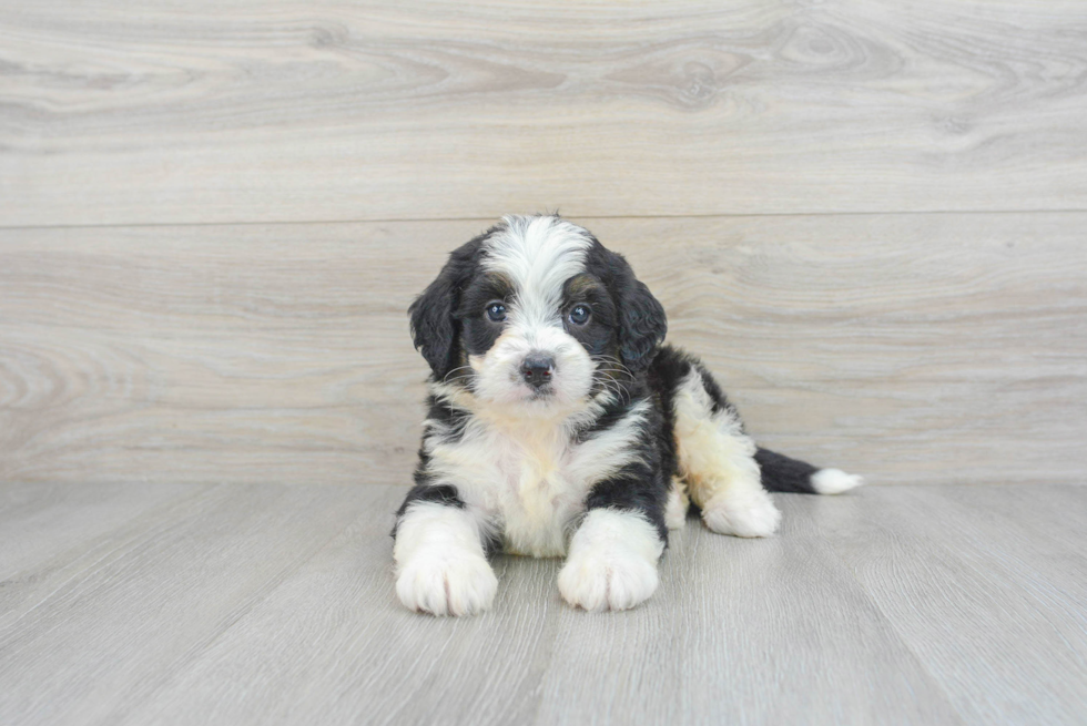 Little Mini Berniedoodle Poodle Mix Puppy