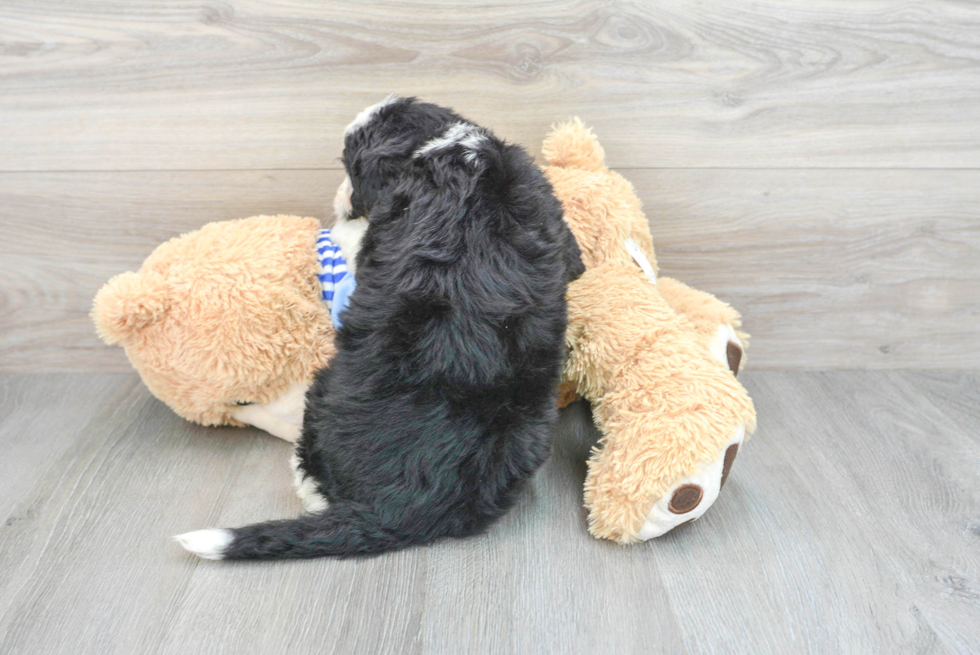 Mini Bernedoodle Puppy for Adoption