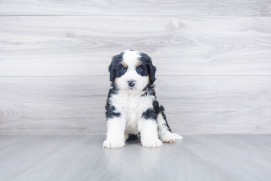 Mini Bernedoodle Pup Being Cute