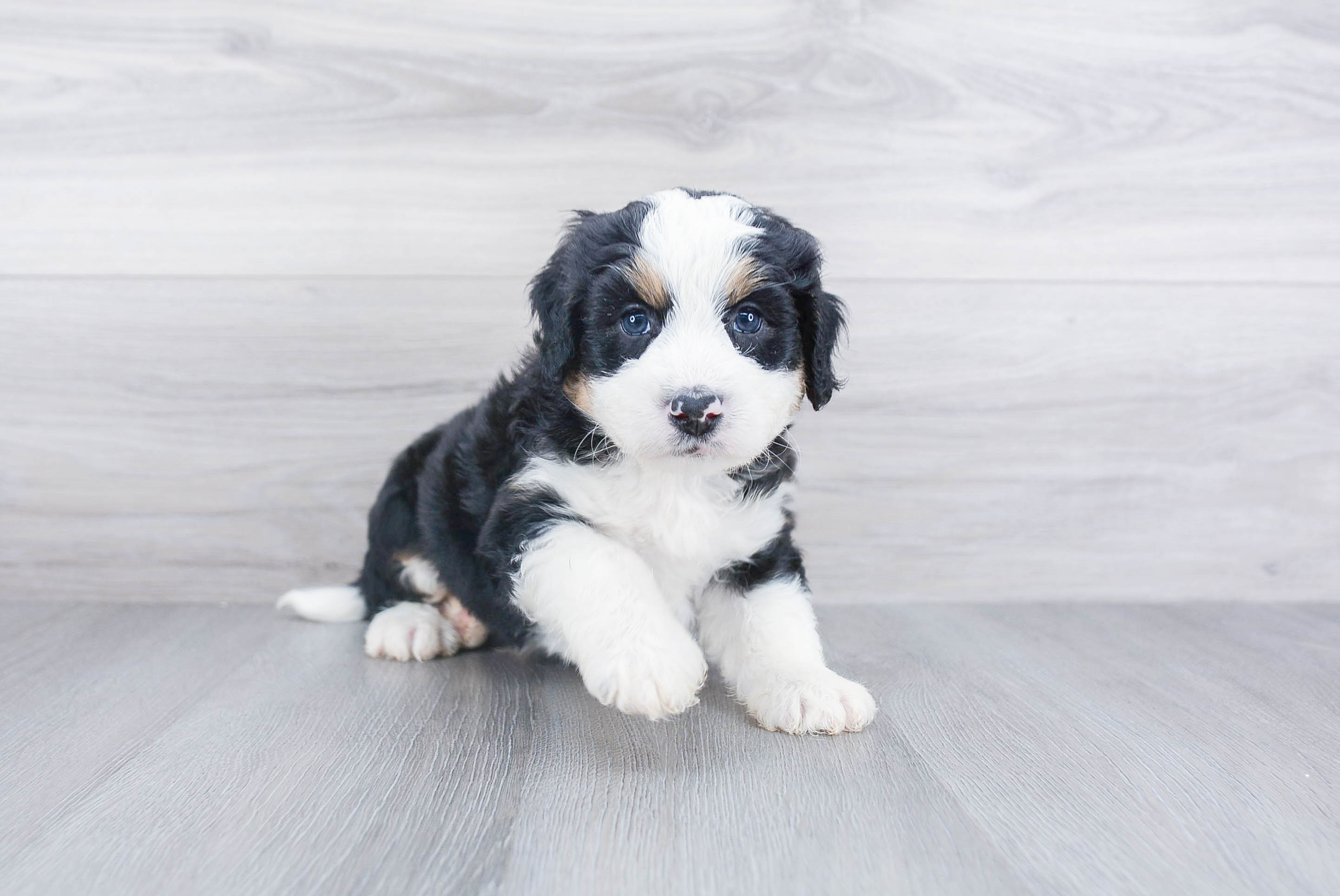 Mini fashion bernedoodle for adoption