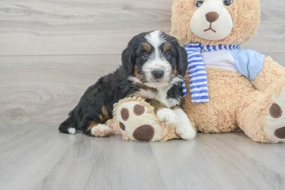 Funny Mini Bernedoodle Poodle Mix Pup