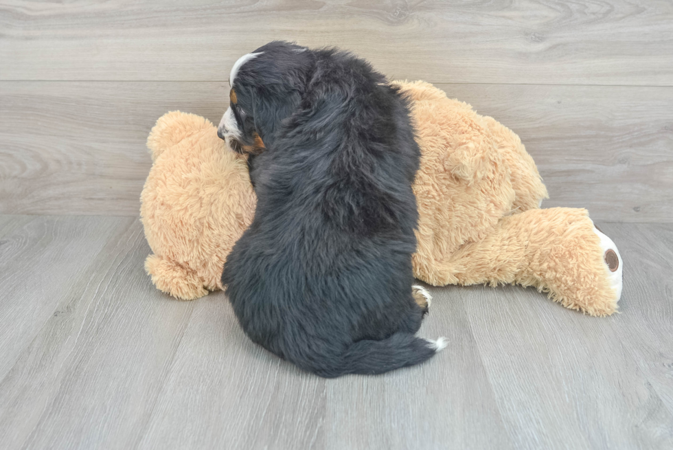 Mini Bernedoodle Pup Being Cute