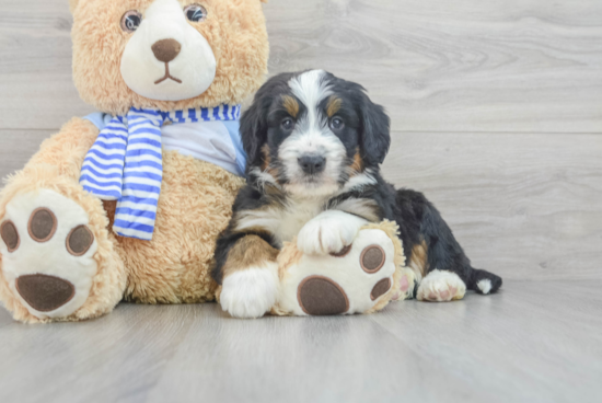 Playful Mini Berniedoodle Poodle Mix Puppy