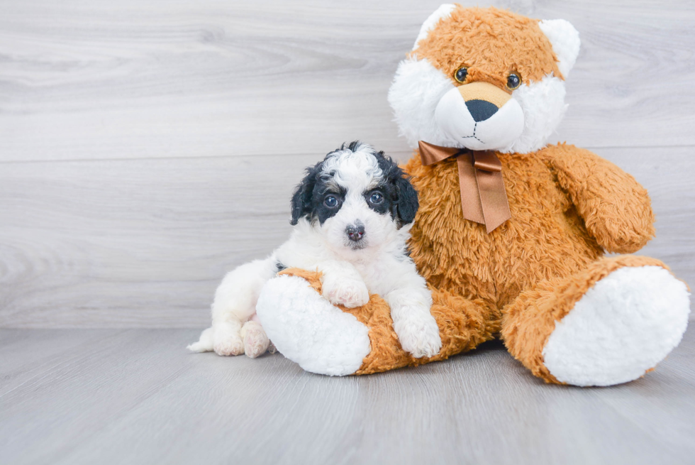 Hypoallergenic Bernadoodle Poodle Mix Puppy