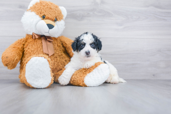 Energetic Mini Berniedoodle Poodle Mix Puppy