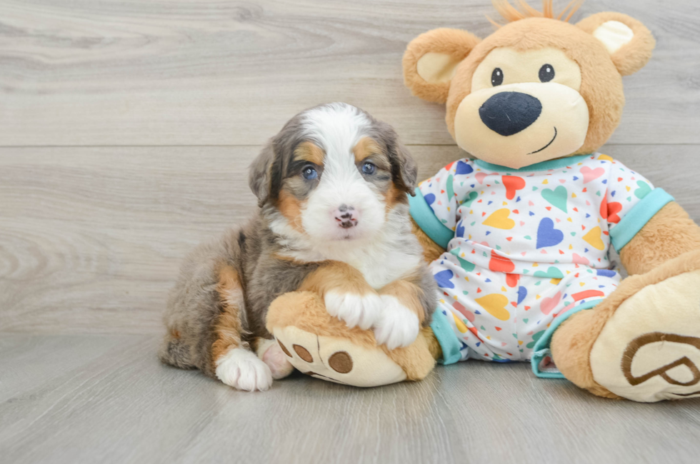 5 week old Mini Bernedoodle Puppy For Sale - Premier Pups