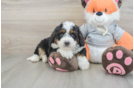 Cute Mini Bernedoodle Baby