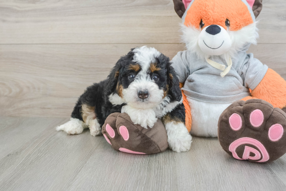Cute Mini Bernedoodle Baby