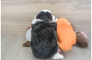 Mini Bernedoodle Pup Being Cute