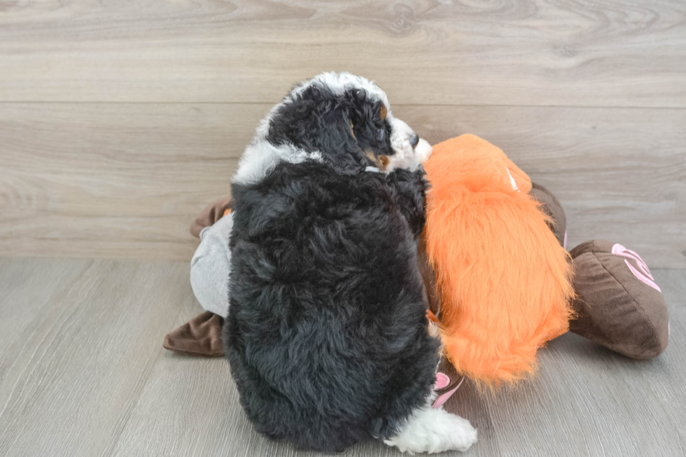 Mini Bernedoodle Pup Being Cute