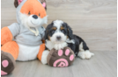 Playful Mini Bernesedoodle Poodle Mix Puppy