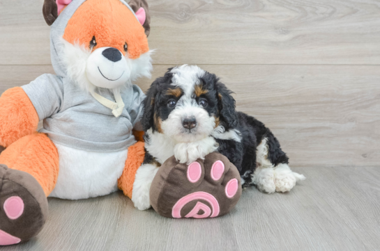 Playful Mini Bernesedoodle Poodle Mix Puppy