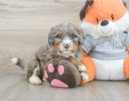 5 week old Mini Bernedoodle Puppy For Sale - Premier Pups