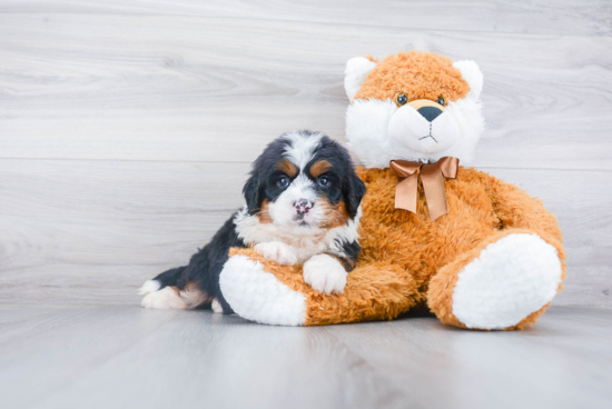 Best Mini Bernedoodle Baby