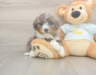 6 week old Mini Bernedoodle Puppy For Sale - Premier Pups