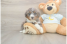 Funny Mini Bernedoodle Poodle Mix Pup