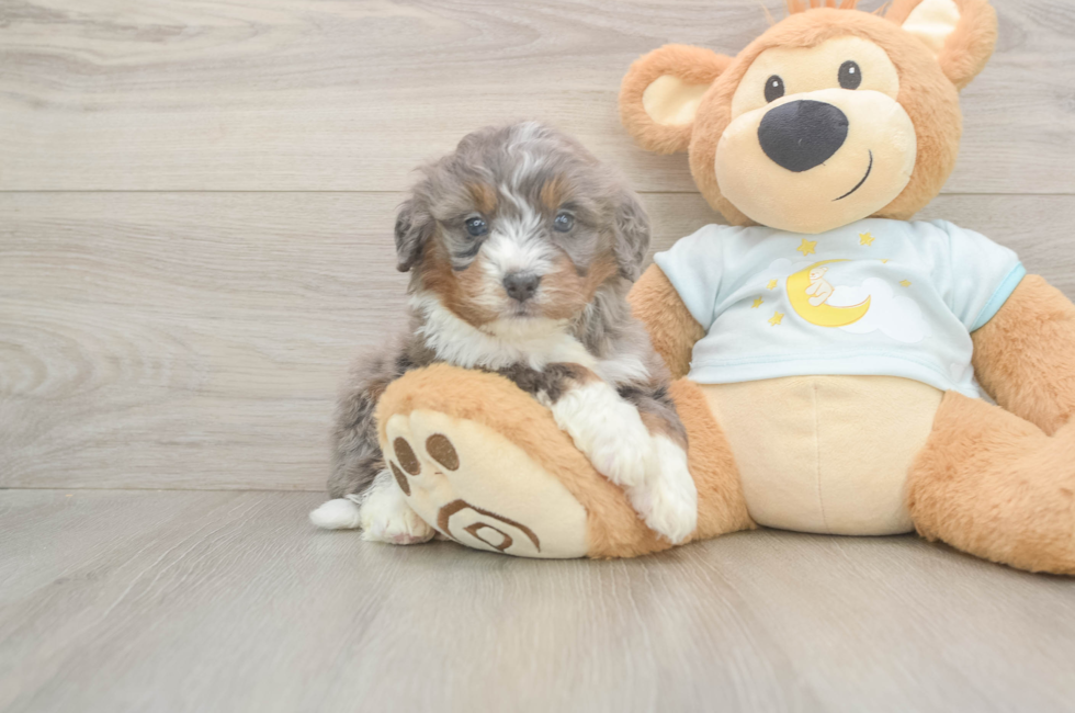 5 week old Mini Bernedoodle Puppy For Sale - Premier Pups