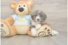 Happy Mini Bernedoodle Baby
