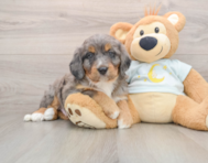 5 week old Mini Bernedoodle Puppy For Sale - Premier Pups