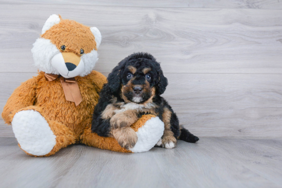 Energetic Mini Berniedoodle Poodle Mix Puppy