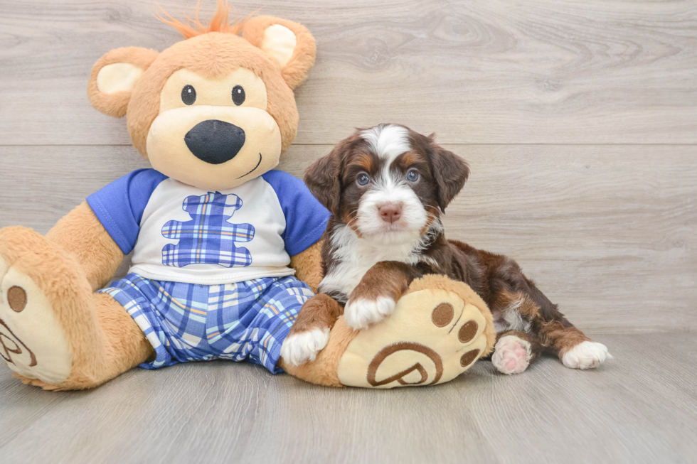 Best Mini Bernedoodle Baby