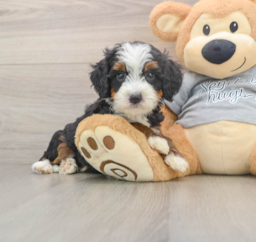 6 week old Mini Bernedoodle Puppy For Sale - Premier Pups