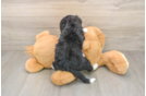Little Mini Bernese Poodle Poodle Mix Puppy