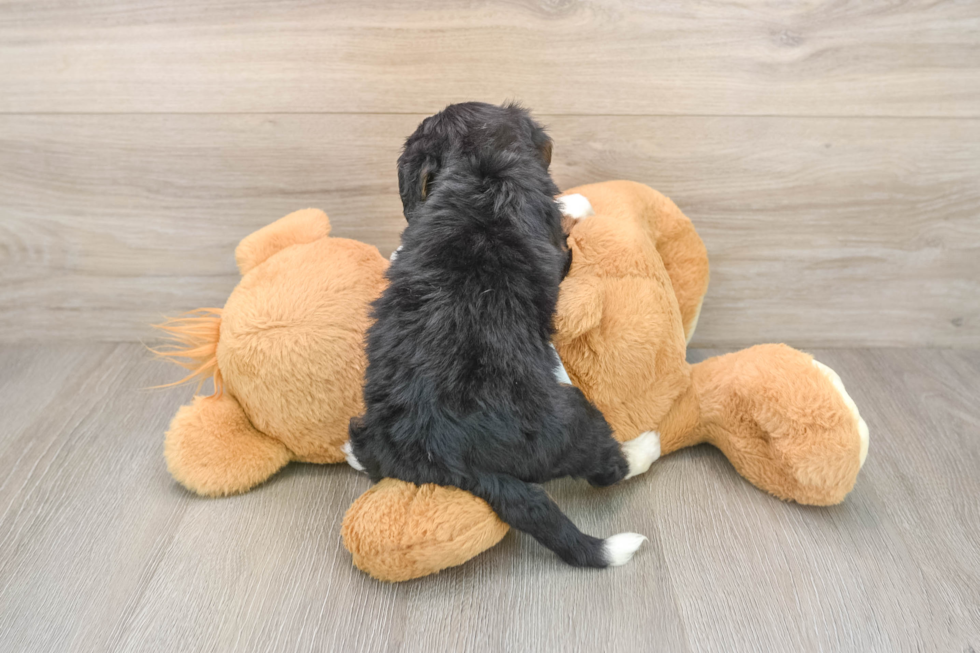 Little Mini Bernese Poodle Poodle Mix Puppy