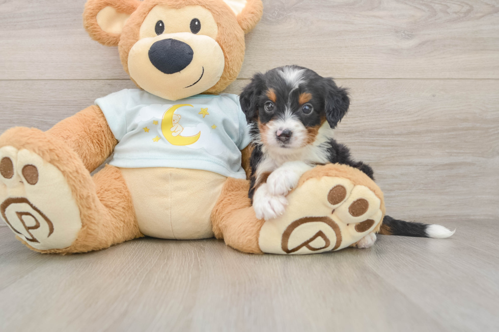 Playful Mini Bernadoodle Poodle Mix Puppy