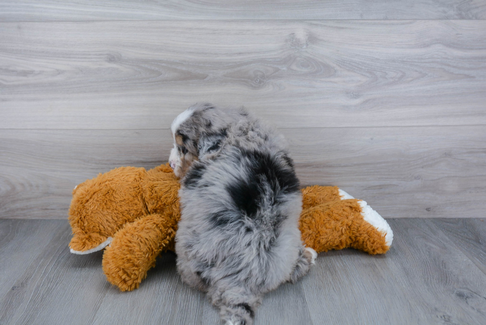 Small Mini Bernedoodle Baby