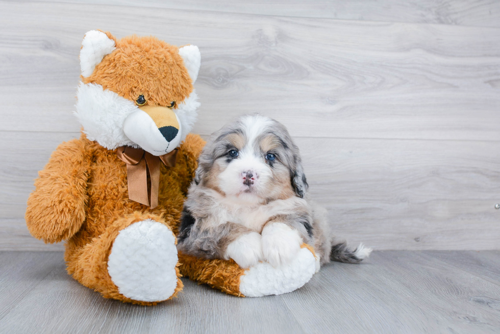 Mini Bernedoodle Pup Being Cute