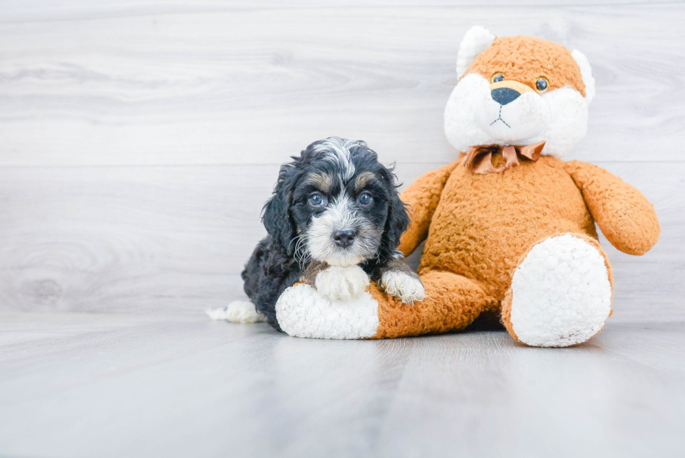 Sweet Mini Bernedoodle Baby