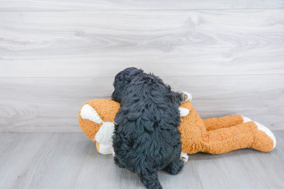 Sweet Mini Bernedoodle Baby