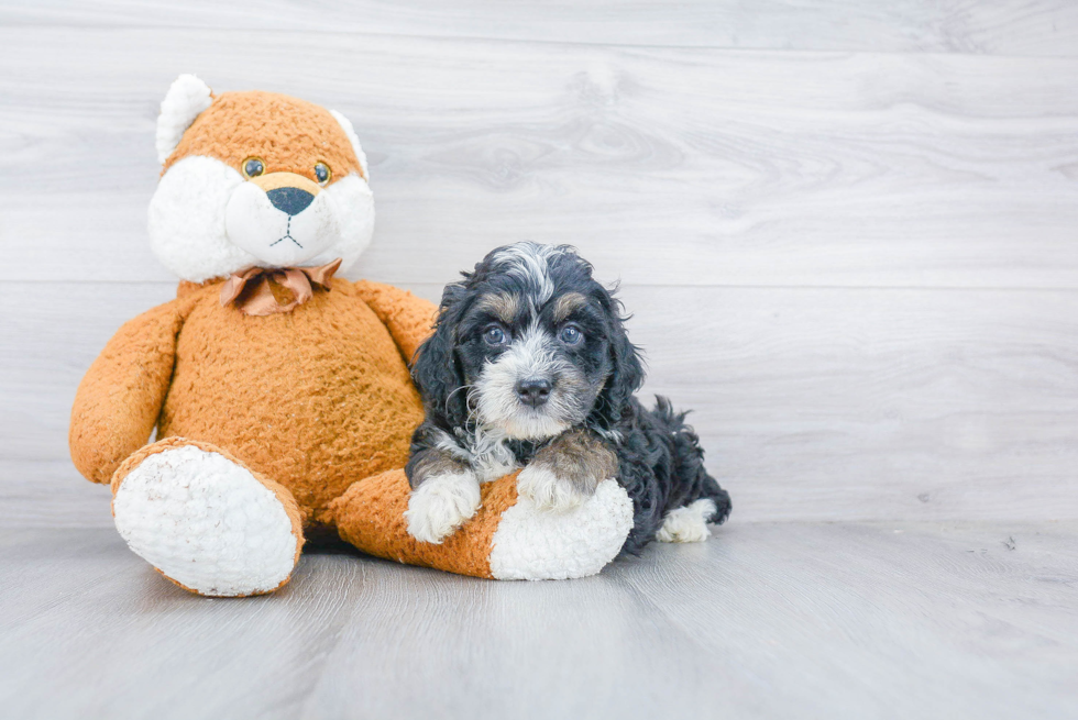 Mini Bernedoodle Puppy for Adoption