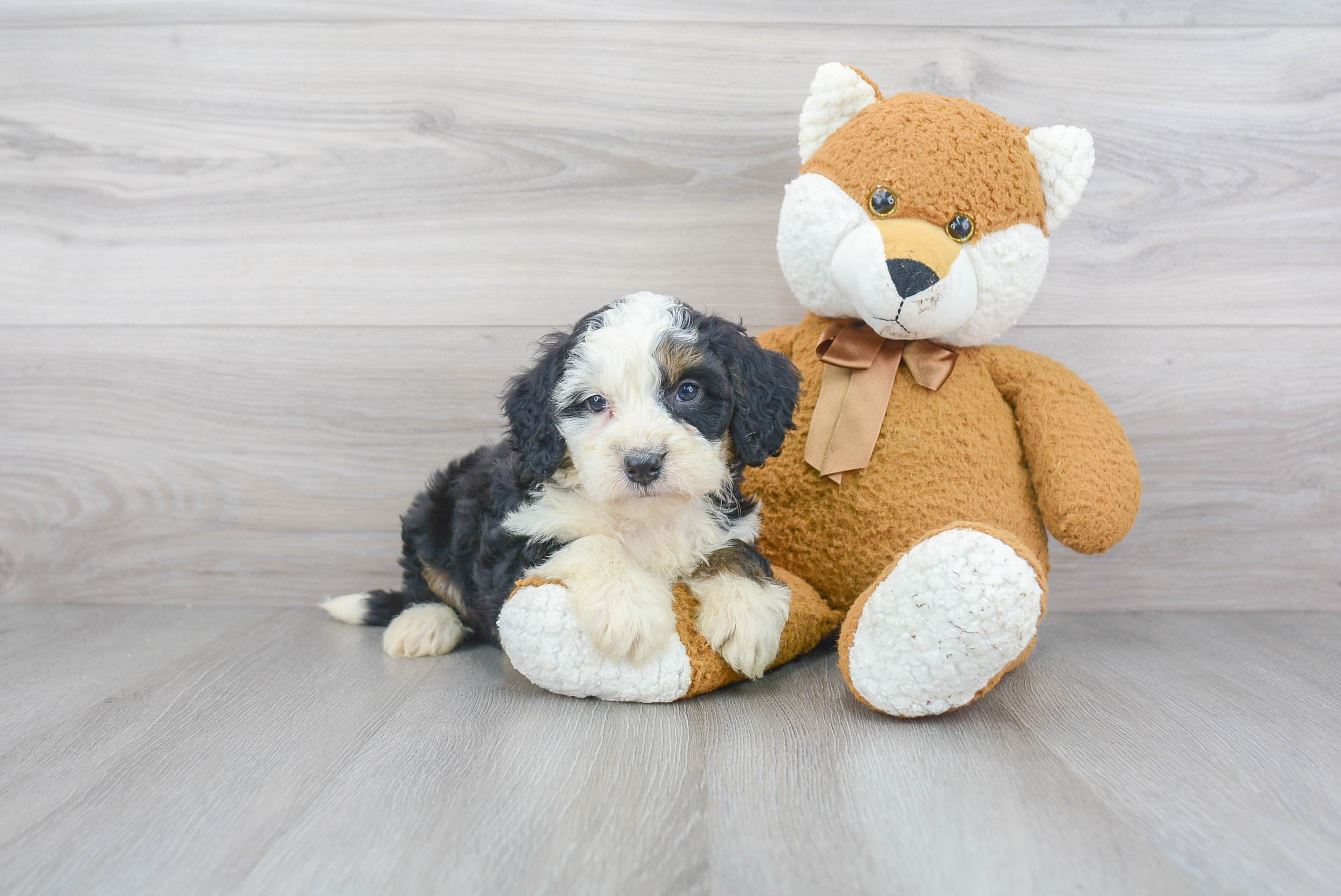 Cute Mini Bernedoodle Baby