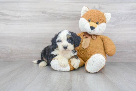 Cute Mini Bernedoodle Baby