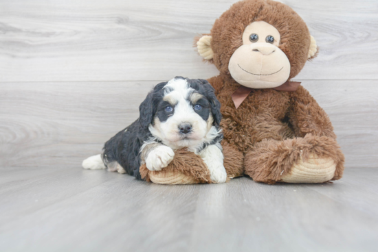 Little Bernadoodle Poodle Mix Puppy