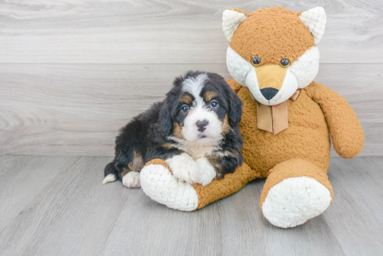 Cute Mini Bernedoodle Baby