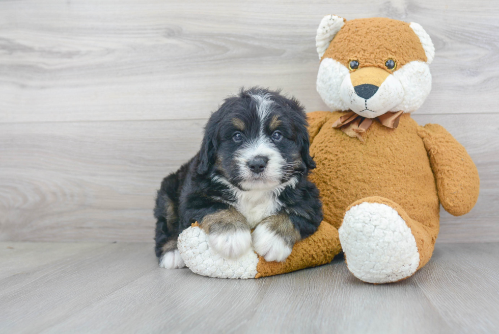 Mini Bernedoodle Puppy for Adoption