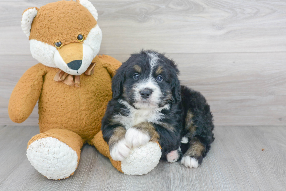 Best Mini Bernedoodle Baby