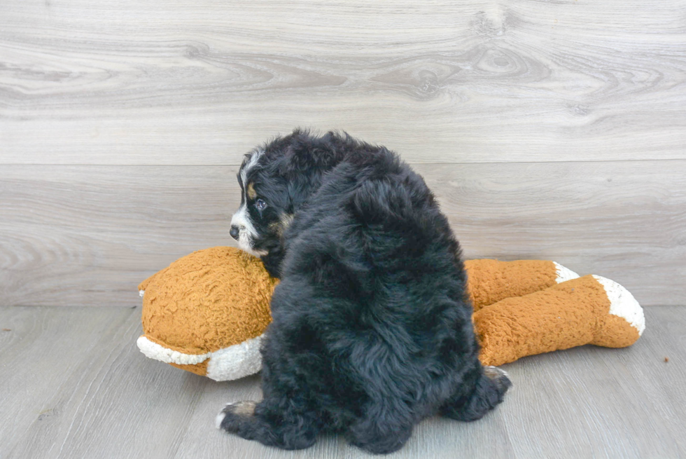 Mini Bernedoodle Pup Being Cute