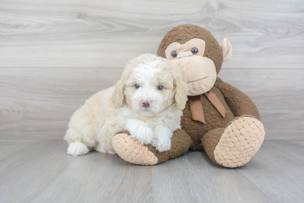 Best Mini Bernedoodle Baby