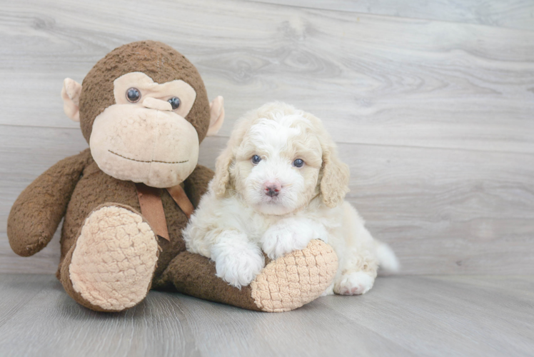 Sweet Mini Bernedoodle Baby