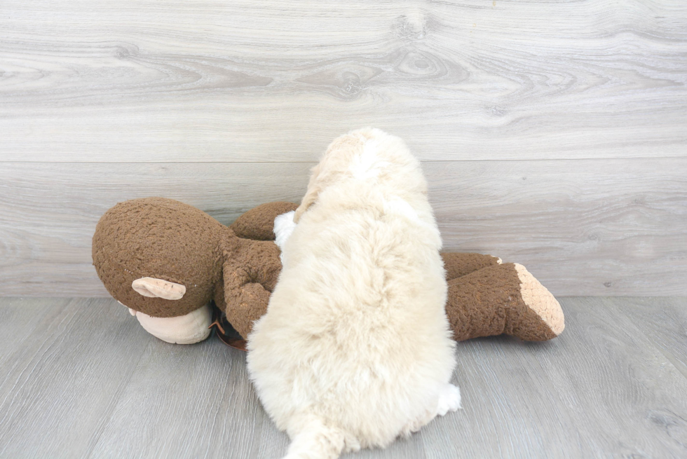 Fluffy Mini Bernedoodle Poodle Mix Pup