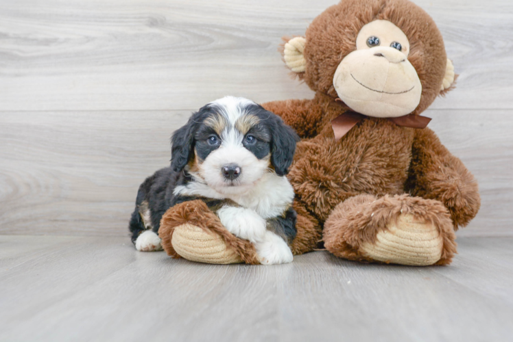 Mini Bernedoodle Puppy for Adoption